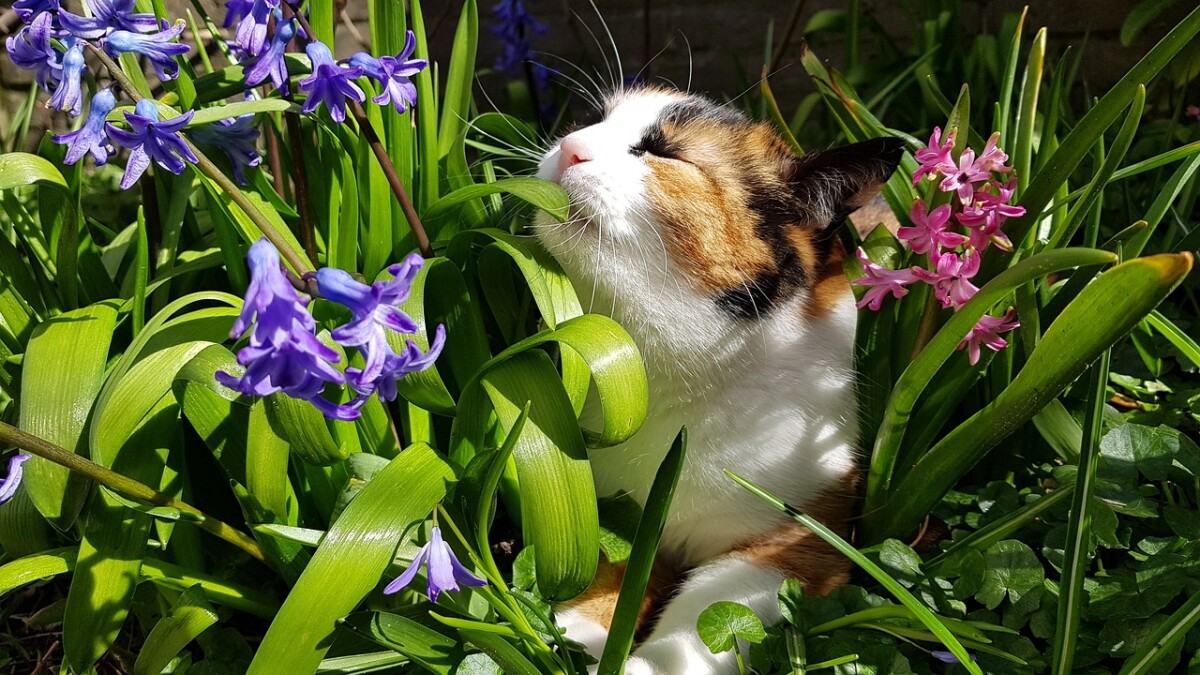 Quelles plantes pour son chat peut-on mettre dans son jardin ?