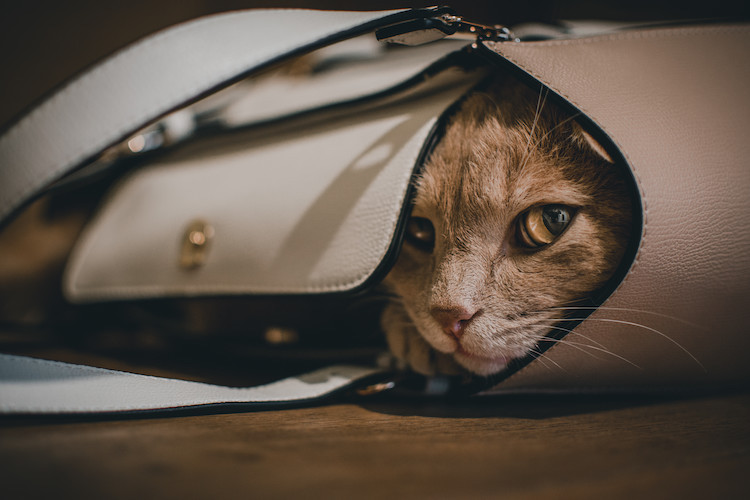 Conseils utiles pour réduire le stress du chat en voyage