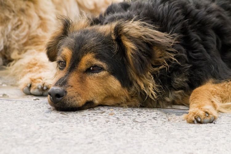 Que faire si votre chien souffre d'arthrose ?