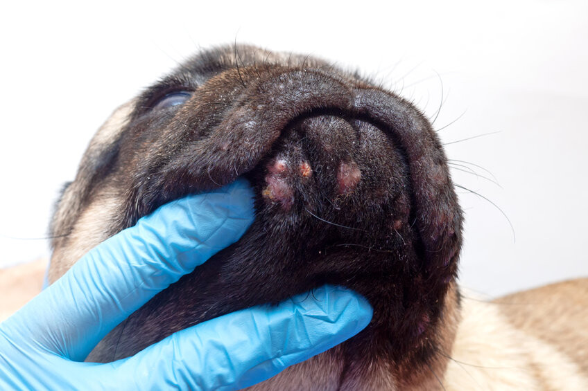 Commissie Varken Perth Atopie bij honden - Symptomen en behandeling | SantéVet