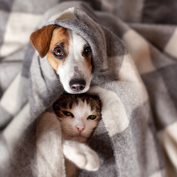 peddelen Verschillende goederen bodem Buikgriep bij hond en kat: verzorging en preventie | SantéVet