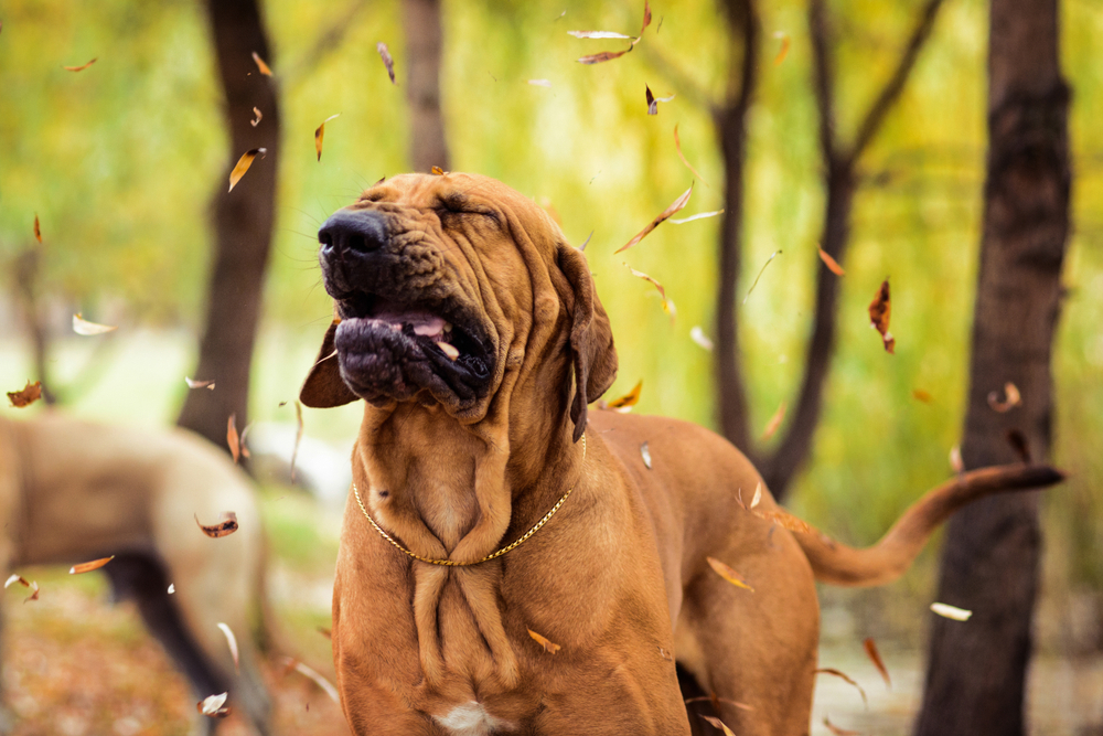allergieën een hond hebben en wat kun je ertegen d | SantéVet