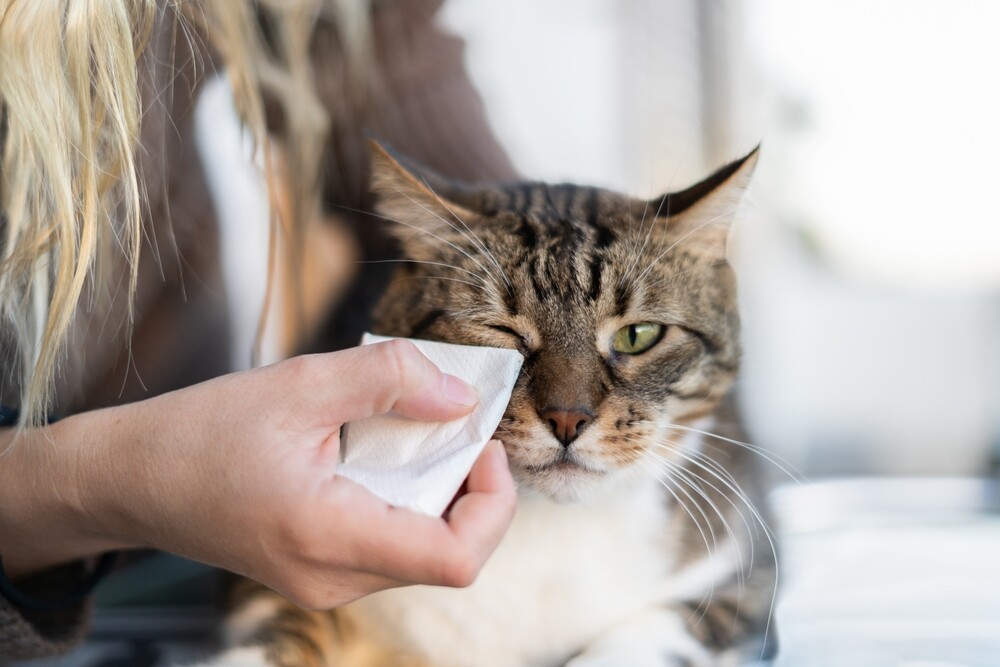 Kneden vice versa bevolking Allergie bij de kat: symptomen en diagnose | SantéVet