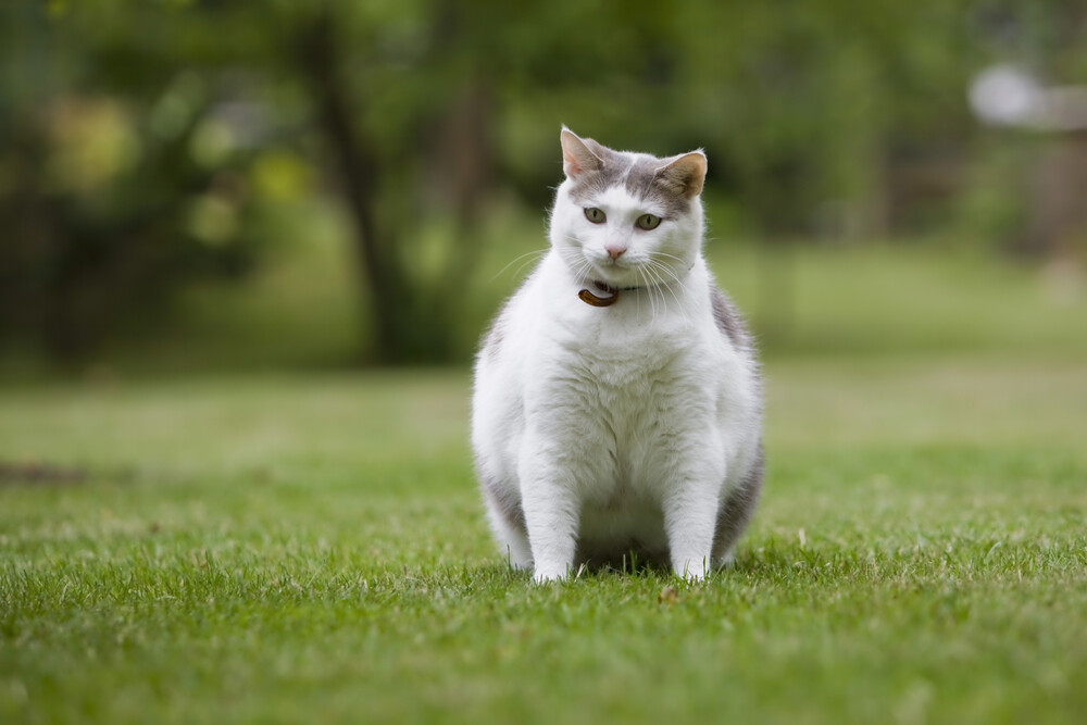 heel veel zomer Helderheid Controleer het gewicht van uw kat en hou hem gezond | SantéVet