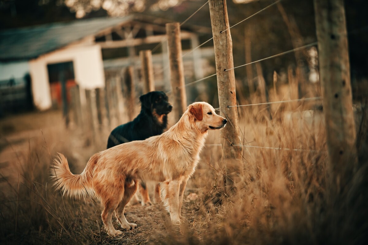Last van ongewenste honden in de tuin hoe te vermijden? | SantéVet