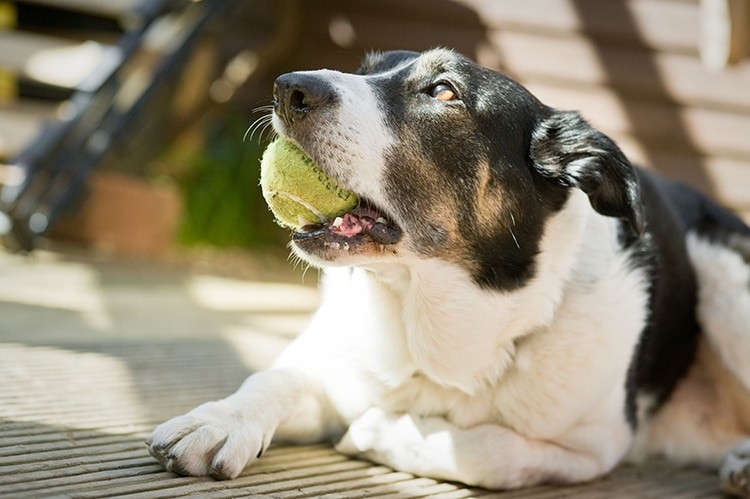 uitdrukken Trechter webspin Grondig Tennisballen: een gevaar voor mijn hond ? | SantéVet