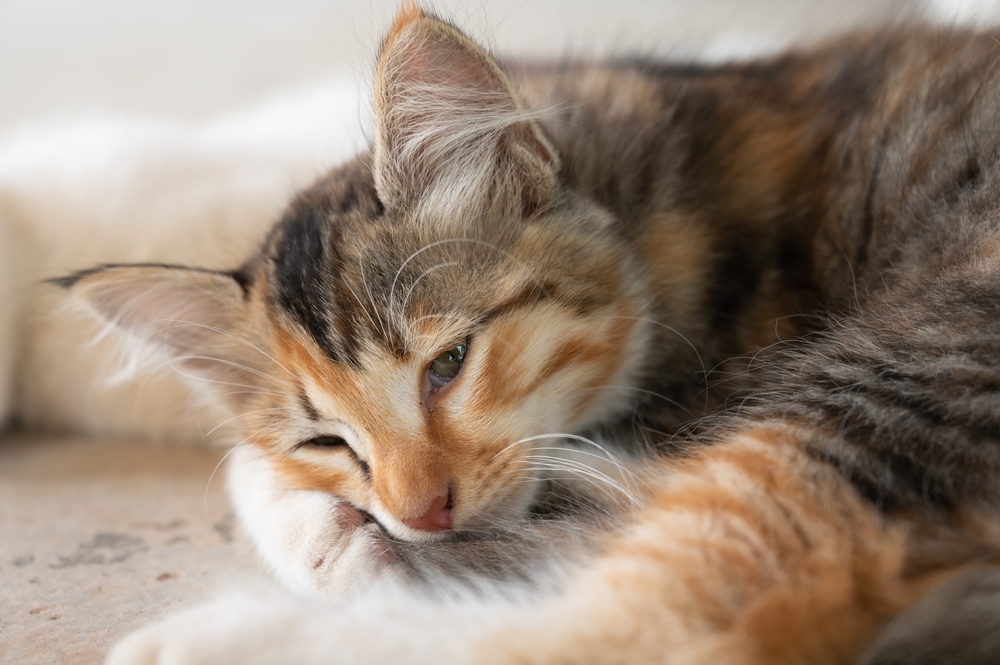 Normaal gesproken ongezond Potentieel Wormen bij de kat: hoe raakt een kat besmet en hoe komt hij | SantéVet